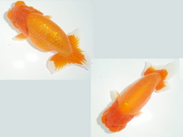 haikei5.jpg