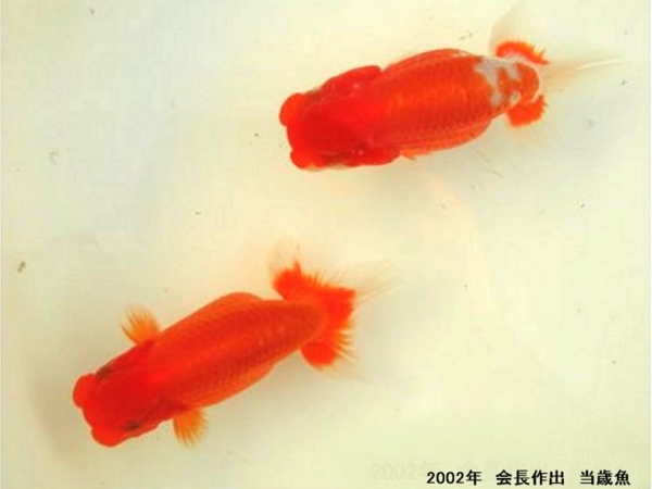 haikei20021104.jpg